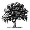 Simple Screens 2.0 - Sketch Tree Simple Screen™ Ready to Use Stencil